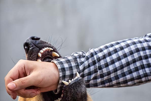 Dog Bite Legal Action